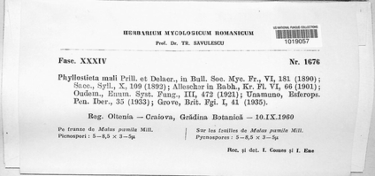 Asteromella mali image